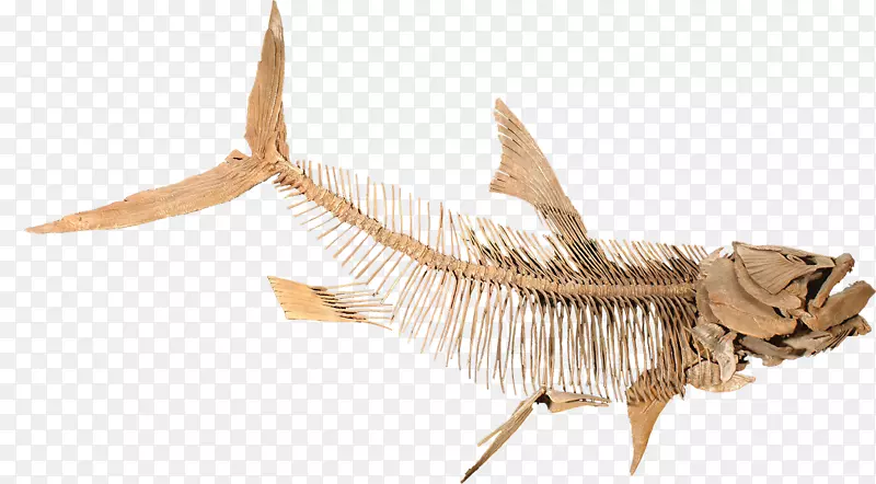 爬行动物Niobrara形成晚白垩世粗面龙骨架