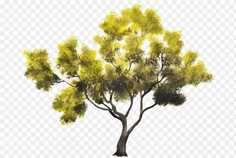 木本植物树冠-乔木