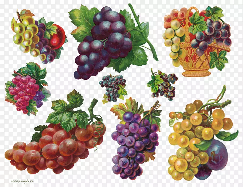奥格里斯水果绘画剪贴画-葡萄