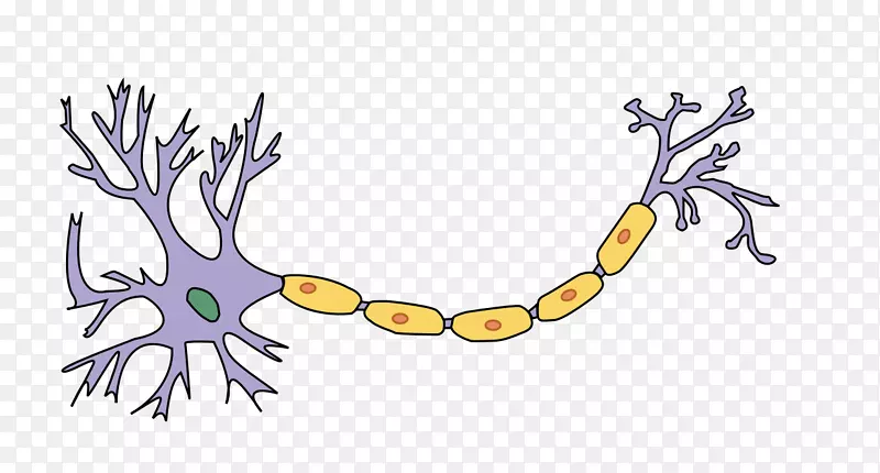 神经元轴突神经系统神经髓鞘标记