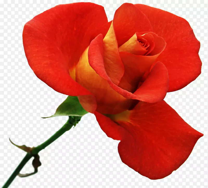 花园玫瑰，花卉剪贴画-橙色花朵