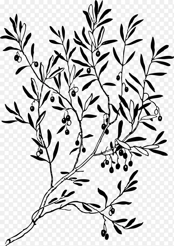 橄榄枝线条和形式剪贴画-橄榄叶