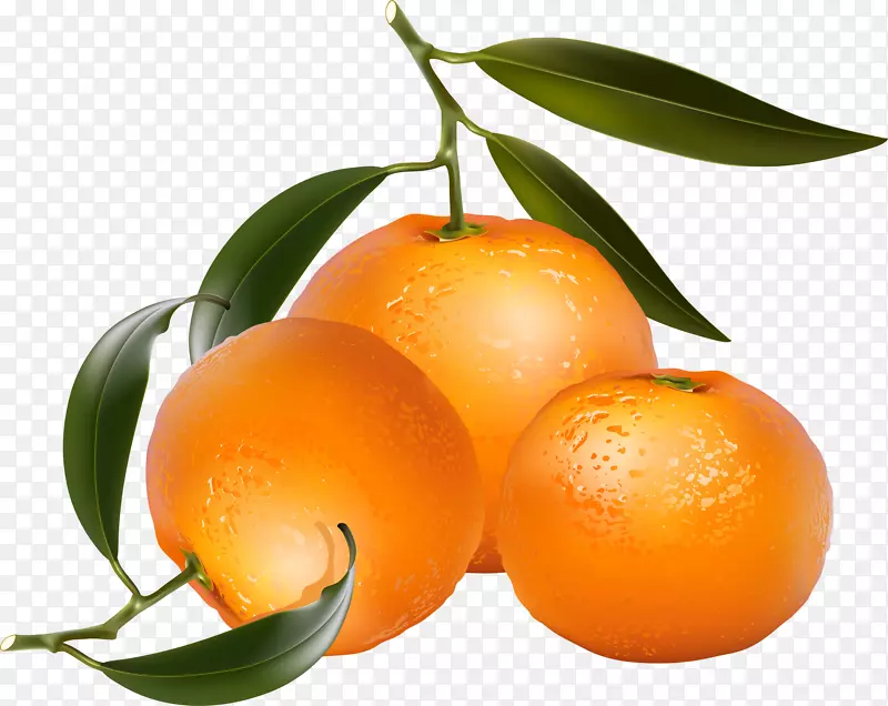 橘子摄影-免费橘子