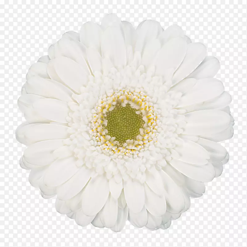 德兰士瓦菊花白色摄影-非洲菊