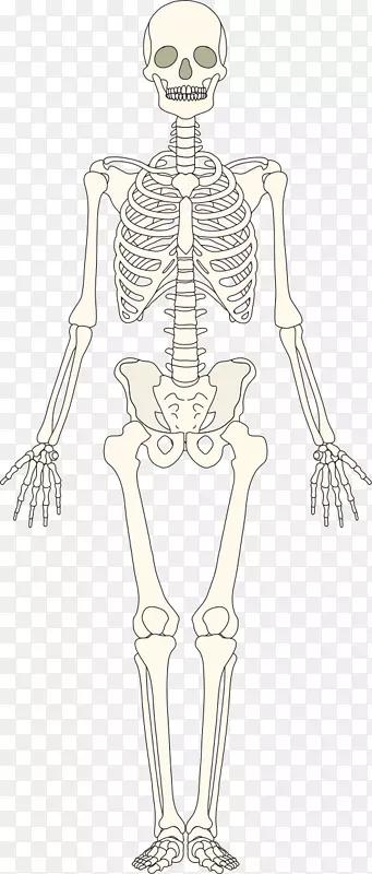 骨骼系统人类骨骼骨