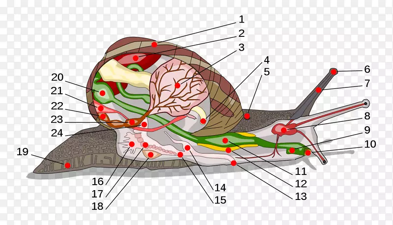 陆生蜗牛腹足解剖