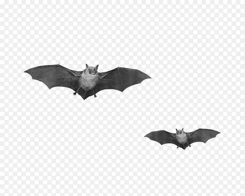 蝙蝠飞行剪辑艺术-万圣节