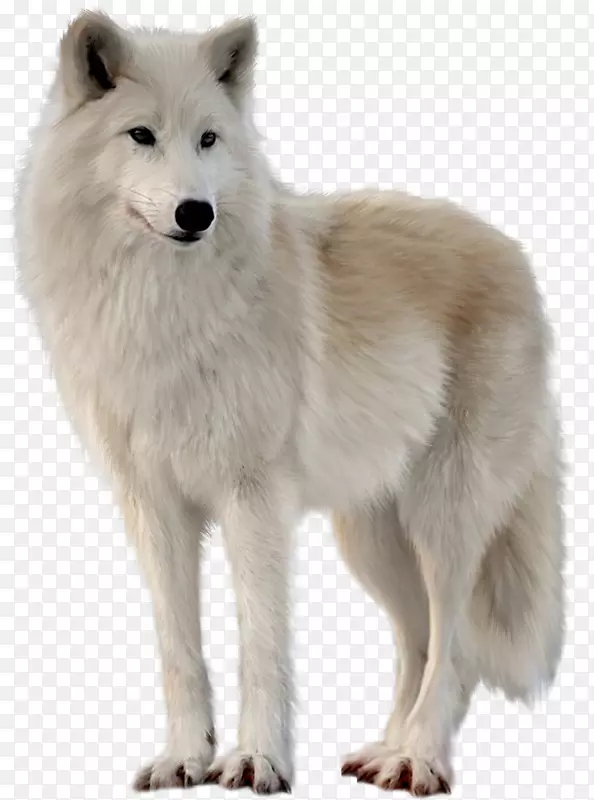 加拿大爱斯基摩犬格陵兰狗阿拉斯加冻原狼北极狐北极狼-狼