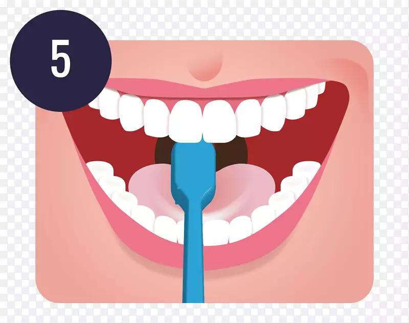 牙刷牙科学人类牙齿清洁.牙刷