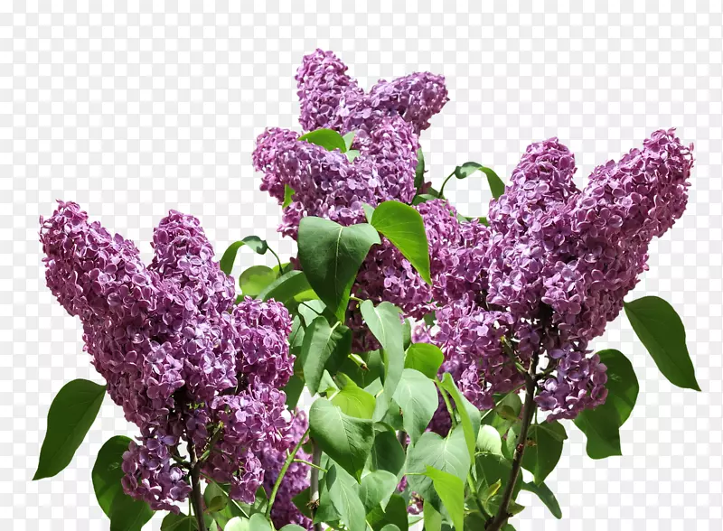 紫薰衣草紫丁香