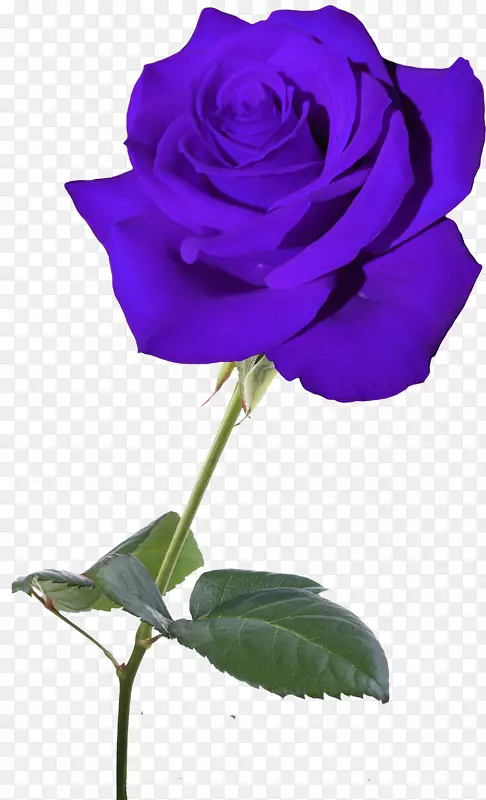 蓝玫瑰花园玫瑰花蜈蚣玫瑰紫丁香