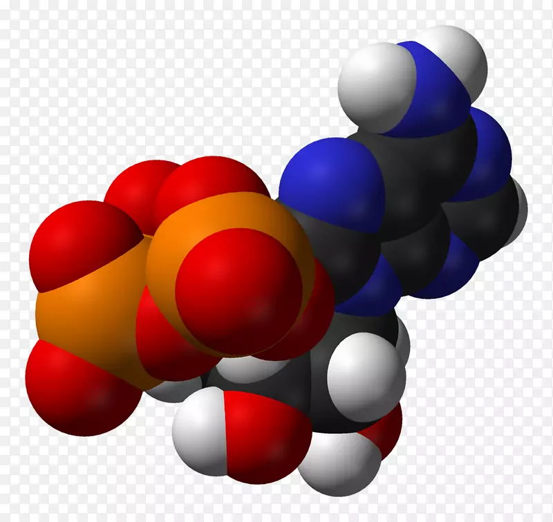 腺苷三磷酸分子糖酵解细胞分子