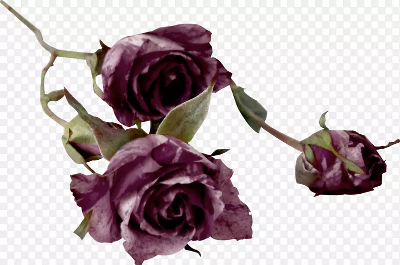 花园玫瑰切花蜈蚣玫瑰颜色-复古玫瑰