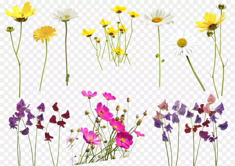 花卉摄影教程-金花