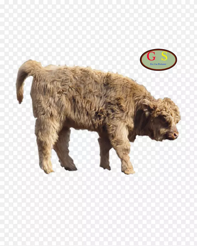 拉格托罗曼诺，西班牙水狗，美洲野牛，野牛