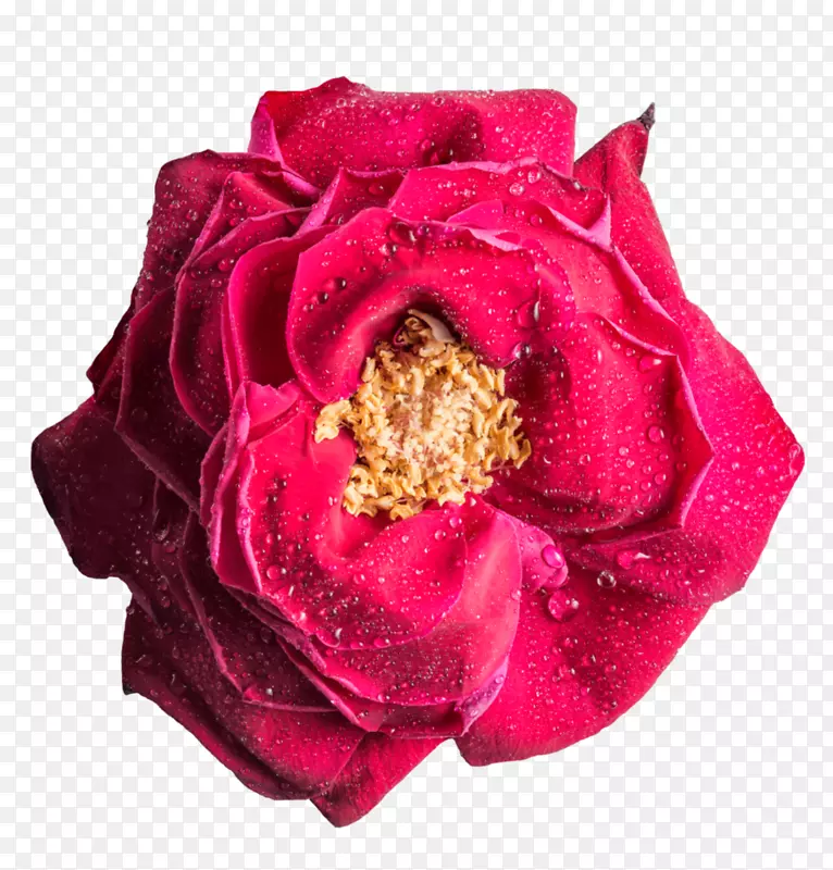 玫瑰花桌面壁纸-玫瑰