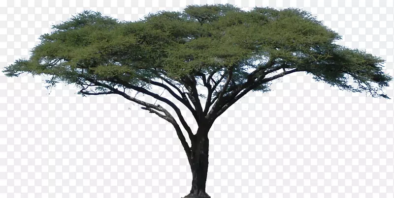 非洲相思树剪辑艺术-橡树