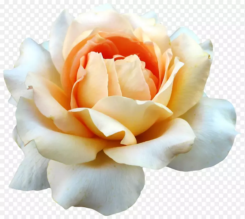 花束花园玫瑰杂交茶玫瑰迷迭香-神秘