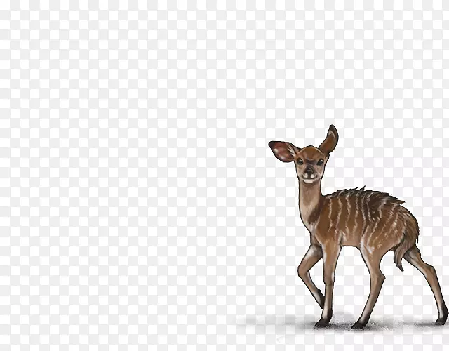 狮子白尾鹿猫科麝香鹿