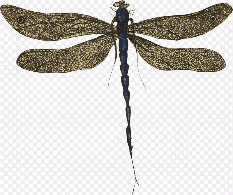蝴蝶蜻蜓翼节肢动物-龙蝇