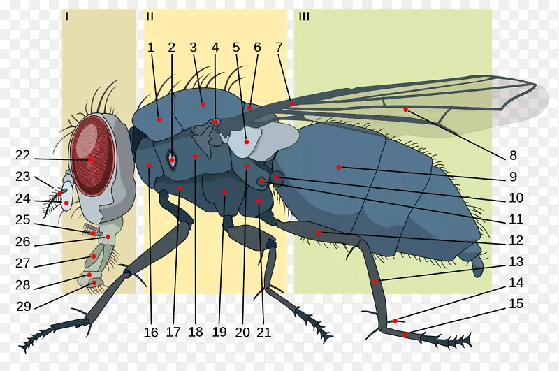 家蝇昆虫解剖