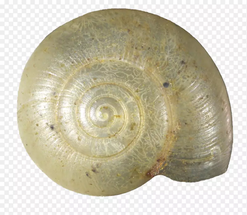蜗牛海螺无脊椎动物软体动物壳腹足类壳-蜗牛