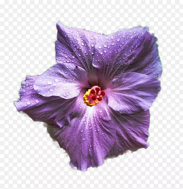 木槿紫罗兰植物紫丁香-木槿