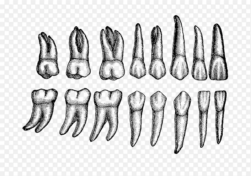 人类牙齿解剖恒牙-牙齿