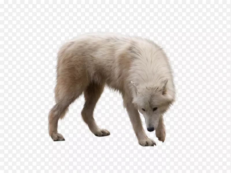 北极狼北极狐-动物