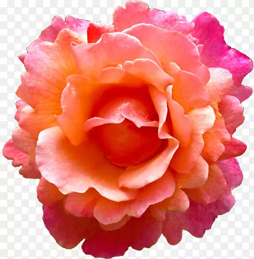 玫瑰花粉红色耳环橙色粉红色水彩花