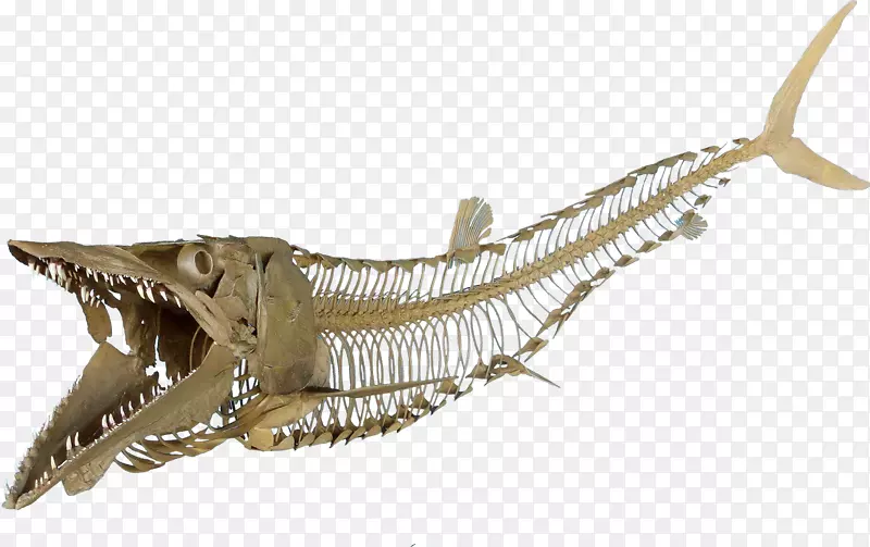 白垩纪晚白垩世马沙龙的牛角龙化石-骨架