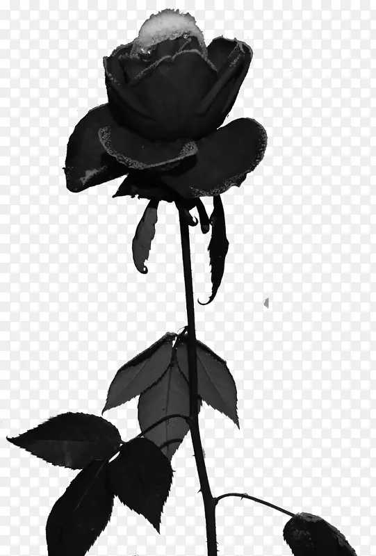黑色玫瑰霜-黑色玫瑰