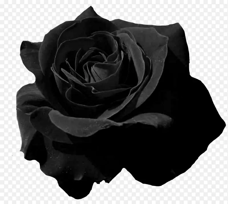 花园玫瑰，花瓣，黑色玫瑰