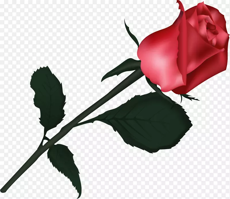 花园玫瑰，蜈蚣玫瑰，玫瑰花，月季剪贴画-黑色玫瑰