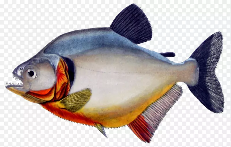 红腹食人鱼