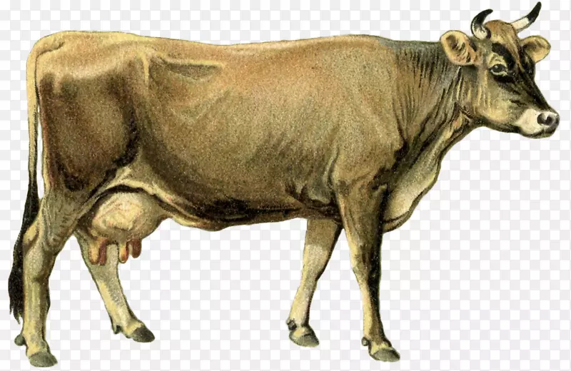 乳牛、牛犊、山羊-牛