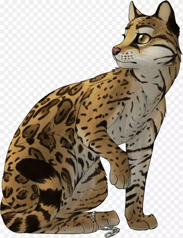 野猫猫科猎豹-美洲虎