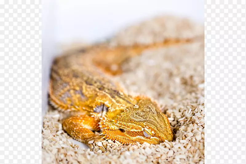 爬行动物蜥蜴蛇鸟睡眠周期-须龙