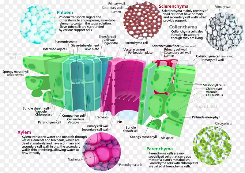 植物细胞地面组织木质部细胞型组织