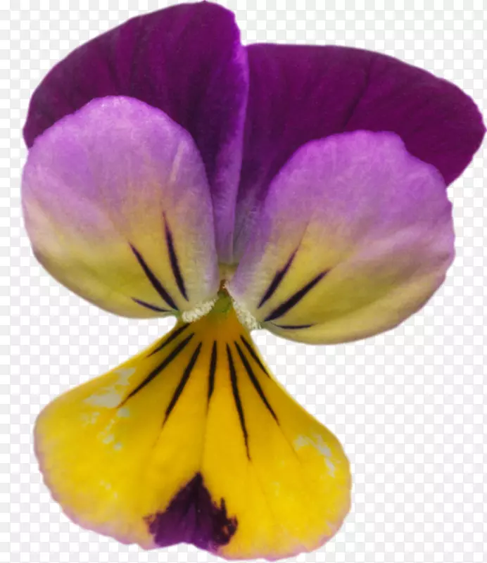 取代紫丁香