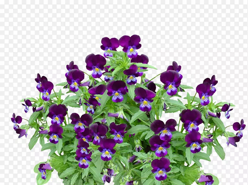 紫罗兰花卉剪贴画-潘西