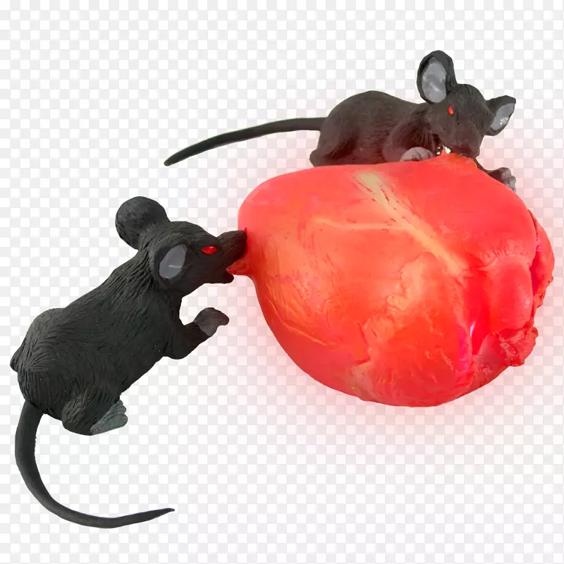 鼠害鼻部动物-大鼠和老鼠