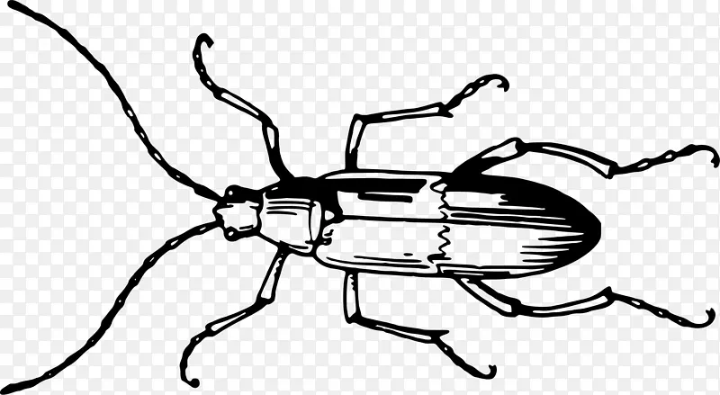 甲虫天线无脊椎动物昆虫翅蝗虫甲虫