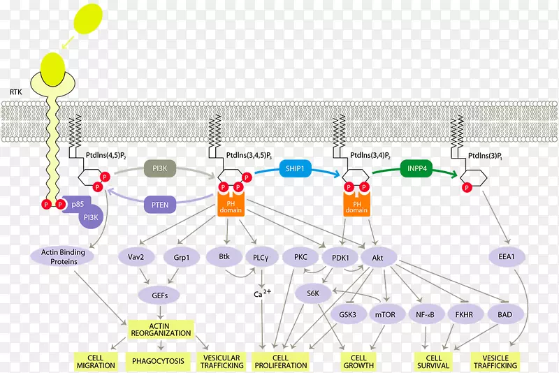 PI3K/AKT/mTOR途径磷酸肌醇3-激酶细胞信号转导蛋白激酶b通路