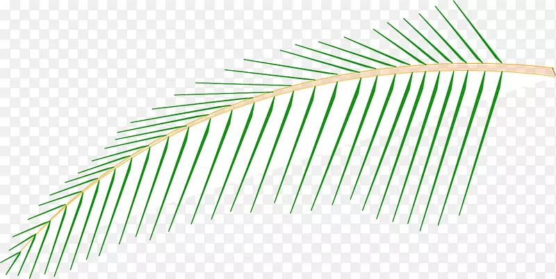 线草角椰子树
