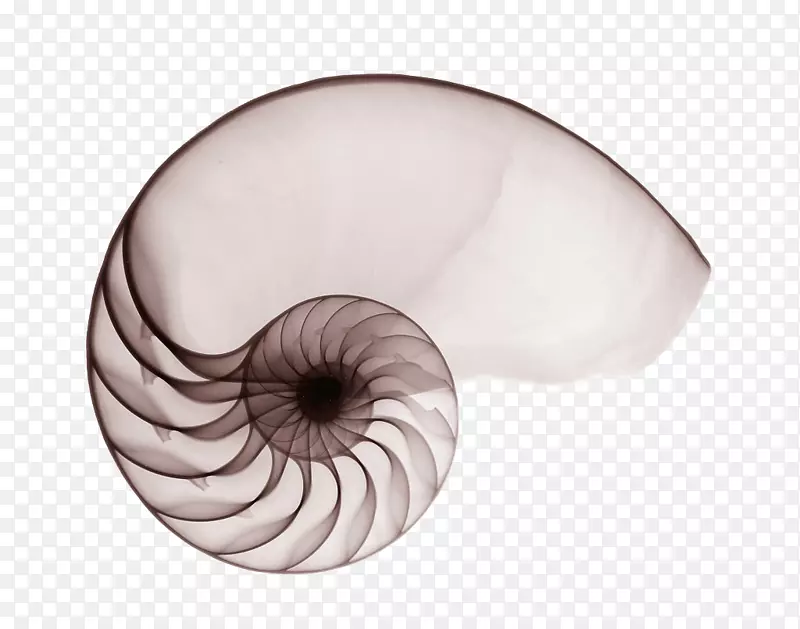 海螺壳螺