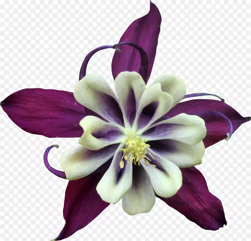 紫罗兰花色-紫花