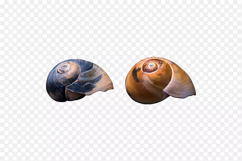 海蜗牛腹足类海螺鼻涕虫蜗牛