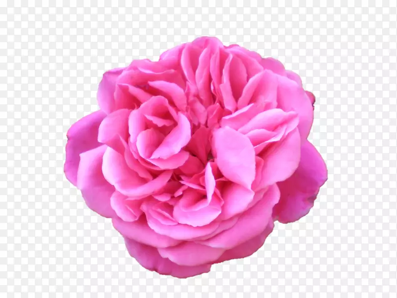 百里尔数学花卉保存花园玫瑰，蜈蚣玫瑰-杜尔加MAA
