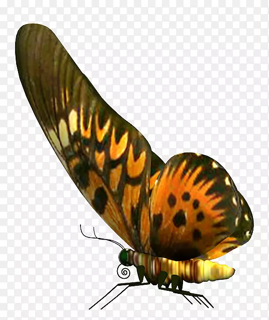 蝴蝶电脑图标-海登帕内蒂埃
